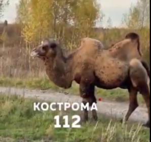 Так и живём: по лесу в Костромской области ходят верблюды