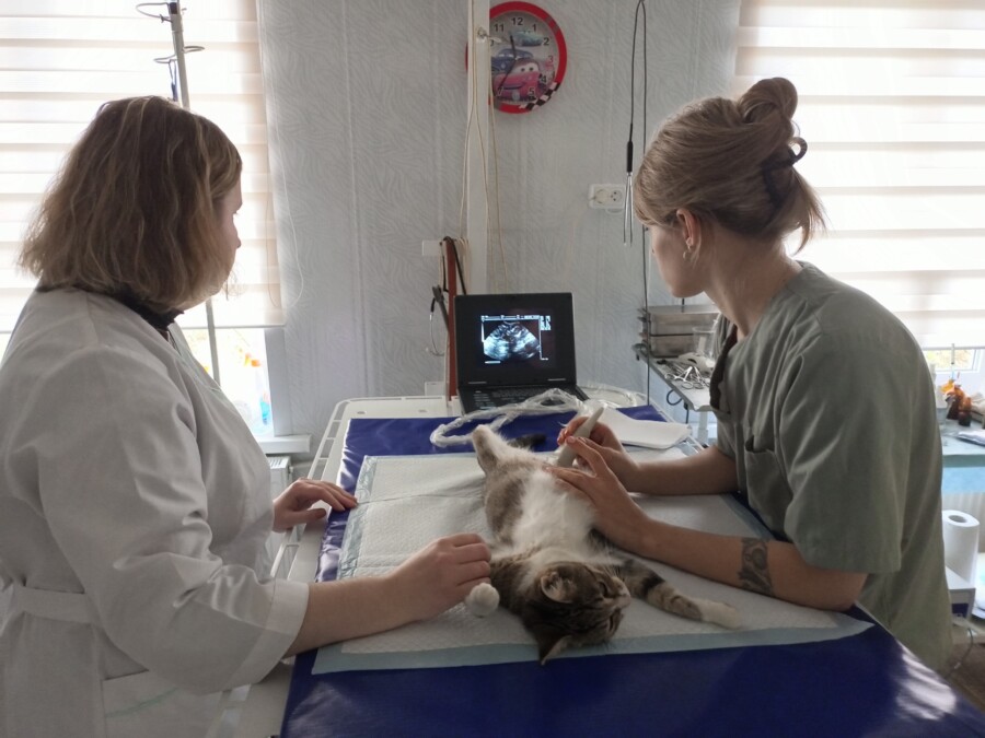 Костромичка Масяня родила котят после кесарева сечения