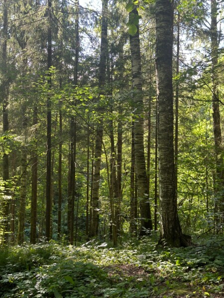 Больше полумиллиарда рублей перечислили в казну костромские лесопользователи благодаря жесткому контролю