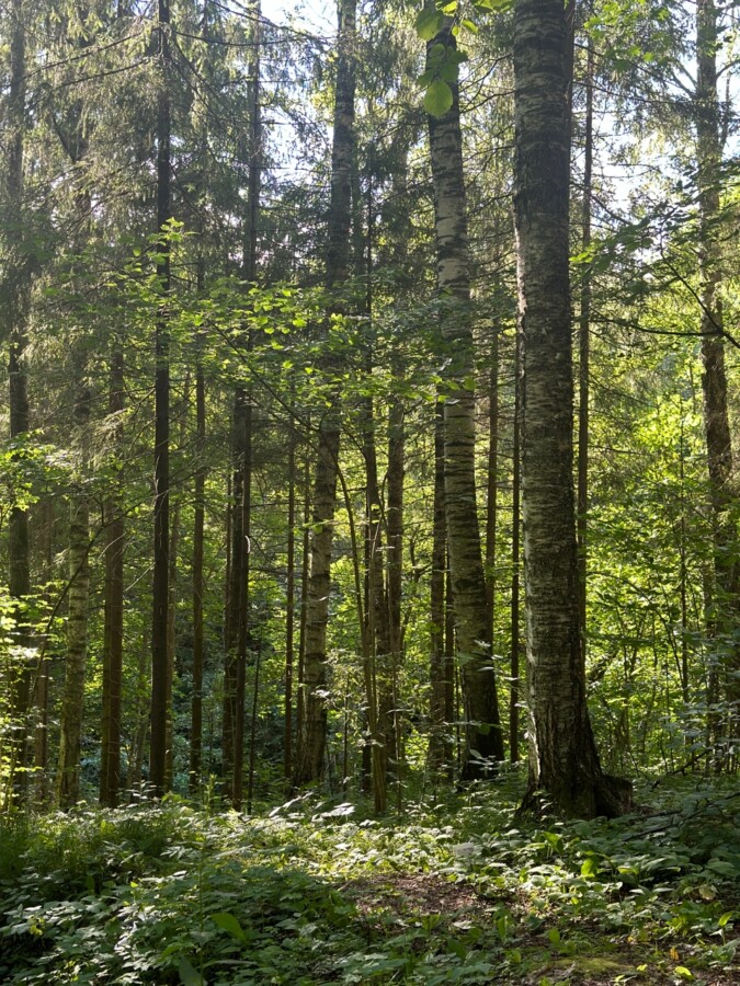 Больше полумиллиарда рублей перечислили в казну костромские лесопользователи благодаря жесткому контролю